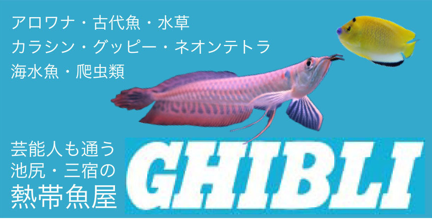 熱帯魚 ギブリ (GHIBLI)は、1974年から 東京 三宿の 熱帯魚のお店として有名